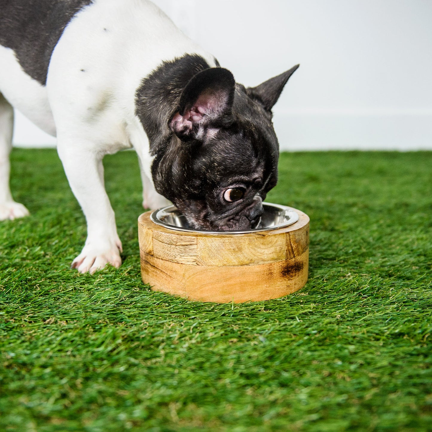 Dog Bowl Mango Wood Single