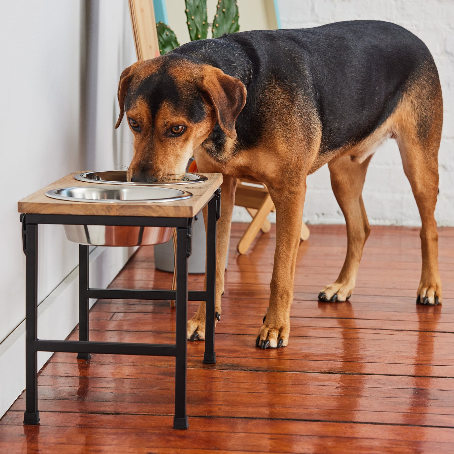 Dog Bowls MANGO Wood & Metal - Elevated