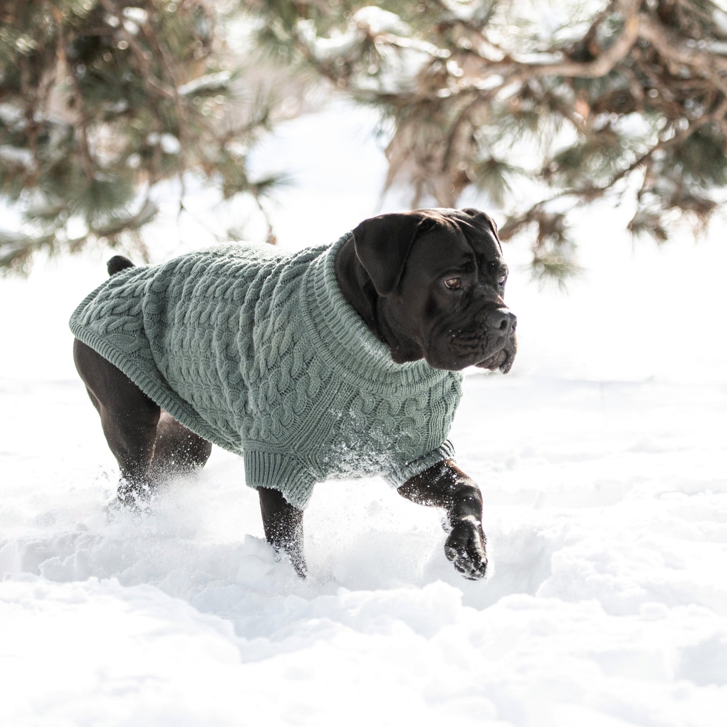 Chalet Pet Sweater - Sage